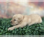 Small Photo #3 Golden Retriever Puppy For Sale in DETROIT, MI, USA