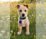 Small #4 Mutt