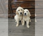 Small #4 Golden Retriever
