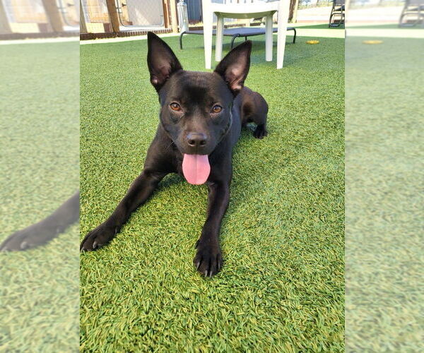 Medium Photo #2 Mutt Puppy For Sale in oakland, FL, USA