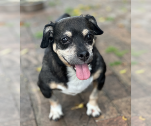 Wally - Male Dachshund-Unknown Mix Dog for Adoption - Photo #3