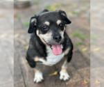 Small #2 Dachshund Mix