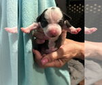 Small #1 Chiweenie