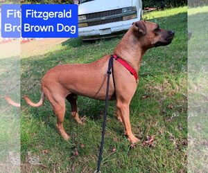Fitzgerald - Male Mutt Dog for Adoption - Photo #2