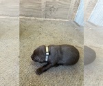 Puppy Puppy 2 Labrador Retriever
