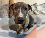 Small #5 American Pit Bull Terrier Mix