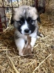 Small Photo #4 Anatolian Shepherd-Great Pyrenees Mix Puppy For Sale in ROBSTOWN, TX, USA