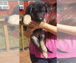 Small Photo #22 German Shepherd Dog Puppy For Sale in LAWRENCEBURG, TN, USA