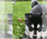 Small Photo #2 Alaskan Klee Kai Puppy For Sale in SAUGERTIES, NY, USA
