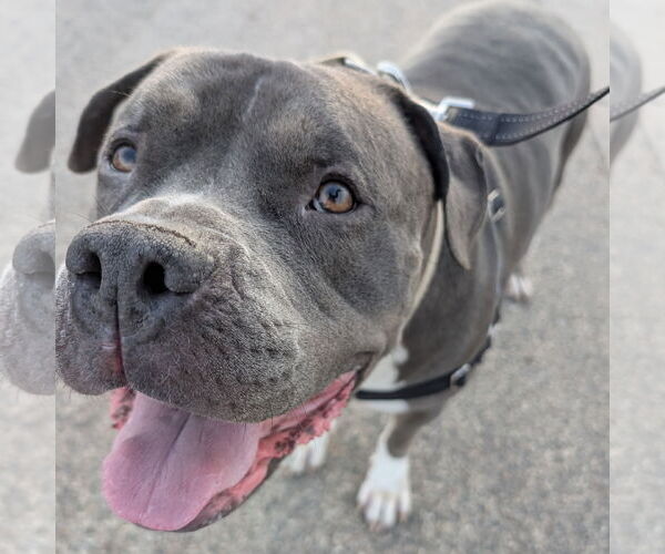 Medium Photo #6 American Pit Bull Terrier-Unknown Mix Puppy For Sale in Fargo, ND, USA