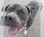 Small #5 American Pit Bull Terrier Mix