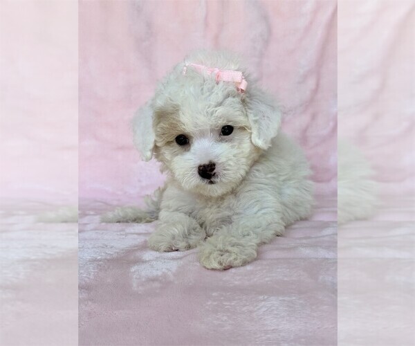 Medium Photo #20 Poodle (Toy) Puppy For Sale in MIAMI, FL, USA