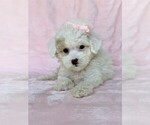 Small #19 Poodle (Toy)