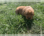 Small #17 Golden Retriever