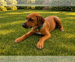 Puppy Green Female Rhodesian Ridgeback