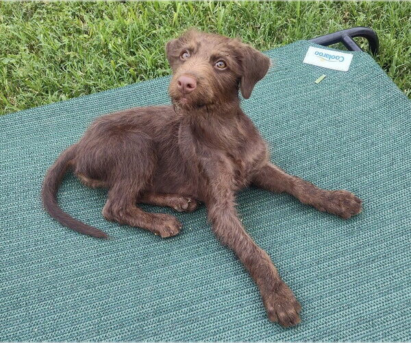 Medium Photo #6 Mutt Puppy For Sale in New York, NY, USA
