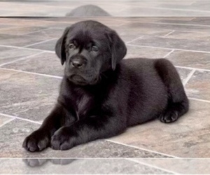 Labrador Retriever Puppy for sale in SALISBURY, NC, USA