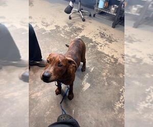 Plott Hound Dogs for adoption in Tallahassee, FL, USA