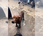 Small Plott Hound