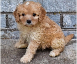 Cavapoo Puppy for sale in HUTCHINSON, KS, USA