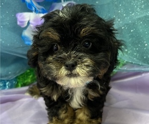 Shih-Poo Puppy for sale in LANCASTER, MO, USA