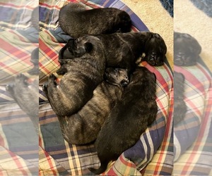 Dutch Shepherd Dog Litter for sale in LOUISA, VA, USA