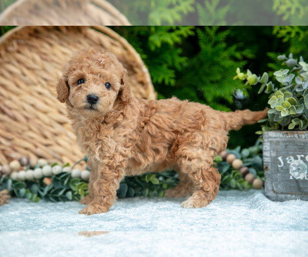 Medium Photo #13 Cavapoo Puppy For Sale in KIRKWOOD, PA, USA