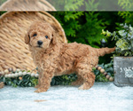 Small Photo #13 Cavapoo Puppy For Sale in KIRKWOOD, PA, USA