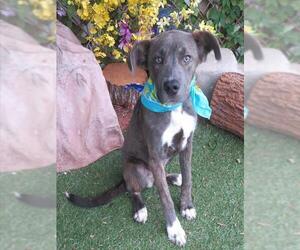 Staffordshire Bull Terrier-Unknown Mix Dogs for adoption in Oklahoma City, OK, USA