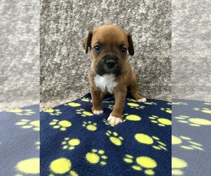 American Staffordshire Terrier-Unknown Mix Dogs for adoption in Holly Springs, NC, USA