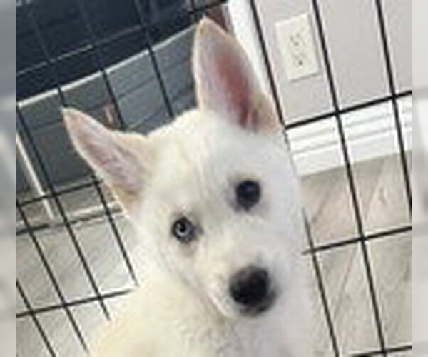 Medium Photo #2 Siberian Husky Puppy For Sale in Fremont, CA, USA