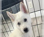 Small #1 Siberian Husky