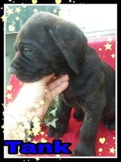 Cane Corso Puppy for sale in KENSINGTON, OH, USA