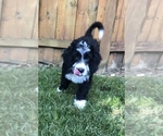 Small Photo #40 Bernedoodle Puppy For Sale in MIAMISBURG, OH, USA