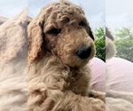 Small Photo #3 Poodle (Standard) Puppy For Sale in BROWNSBURG, IN, USA