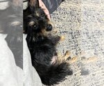 Small Photo #4 Australian Terrier-Unknown Mix Puppy For Sale in Westmont, IL, USA