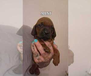 Redbone Coonhound Puppy for sale in RAINIER, OR, USA