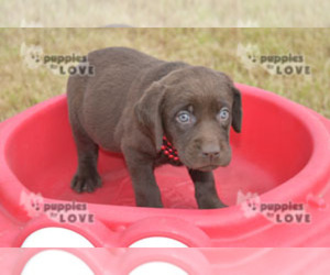 Labrador Retriever Puppy for sale in SANGER, TX, USA