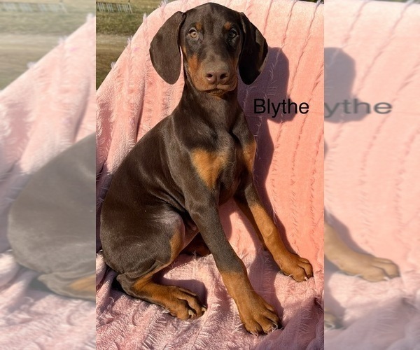 Medium Photo #4 Doberman Pinscher Puppy For Sale in POMEROY, OH, USA