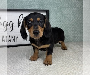 Dachshund Puppy for sale in FRANKLIN, IN, USA