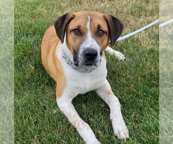 Medium Photo #5 Retriever -Unknown Mix Puppy For Sale in GILBERTS, IL, USA