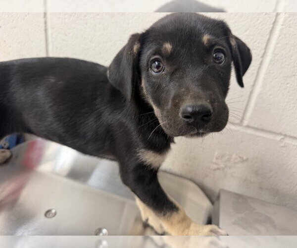 Medium Photo #1 Mutt Puppy For Sale in San Bernardino, CA, USA