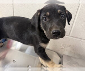 Mutt Dogs for adoption in San Bernardino, CA, USA