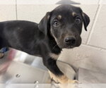 CORIANDER - Female Mutt Dog for Adoption - Small photo