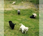 Small #3 Labrador Retriever