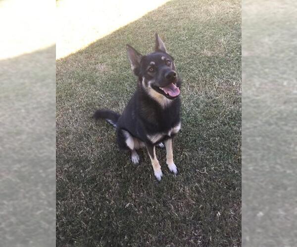 Medium Photo #1 German Shepherd Dog-Unknown Mix Puppy For Sale in Grovetown, GA, USA