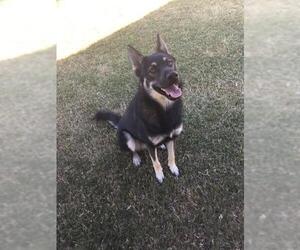 German Shepherd Dog-Unknown Mix Dogs for adoption in Grovetown, GA, USA
