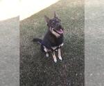 DUSTY - Male German Shepherd Dog-Unknown Mix Dog for Adoption - Small photo