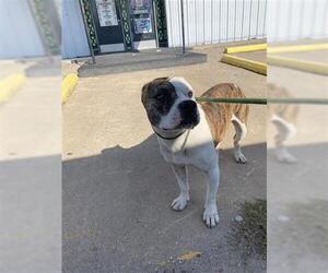 Mutt Dogs for adoption in Houston, TX, USA