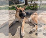 Small #1 German Shepherd Dog